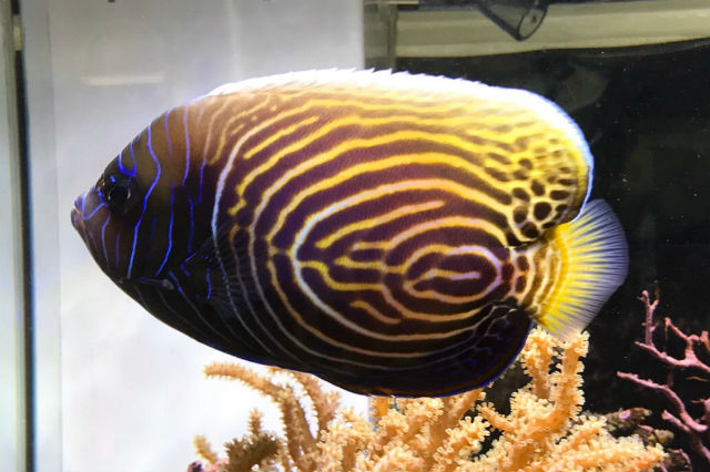 魚の模様が変化中 経過報告 Aqua Studio